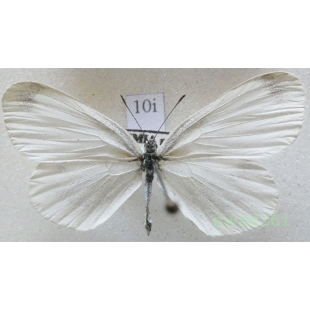 Leptidea sinapis (Linnaeus, 1758) Czech10i